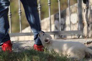 White-Swiss-Shepherd-Puppies-BTWW-GosaNostra-October-08102018-0055