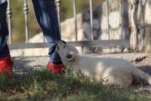 White-Swiss-Shepherd-Puppies-BTWW-GosaNostra-October-08102018-0056