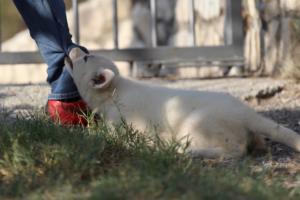 White-Swiss-Shepherd-Puppies-BTWW-GosaNostra-October-08102018-0057