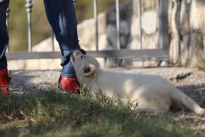 White-Swiss-Shepherd-Puppies-BTWW-GosaNostra-October-08102018-0058