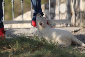 White-Swiss-Shepherd-Puppies-BTWW-GosaNostra-October-08102018-0059