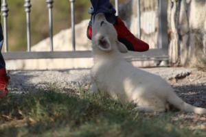 White-Swiss-Shepherd-Puppies-BTWW-GosaNostra-October-08102018-0060