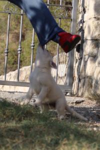 White-Swiss-Shepherd-Puppies-BTWW-GosaNostra-October-08102018-0062