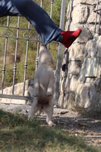 White-Swiss-Shepherd-Puppies-BTWW-GosaNostra-October-08102018-0065