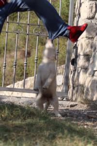 White-Swiss-Shepherd-Puppies-BTWW-GosaNostra-October-08102018-0066