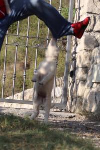 White-Swiss-Shepherd-Puppies-BTWW-GosaNostra-October-08102018-0067