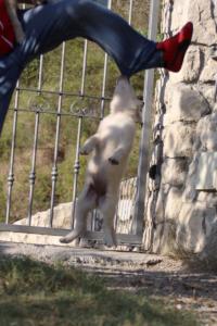 White-Swiss-Shepherd-Puppies-BTWW-GosaNostra-October-08102018-0068