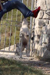 White-Swiss-Shepherd-Puppies-BTWW-GosaNostra-October-08102018-0069