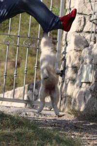 White-Swiss-Shepherd-Puppies-BTWW-GosaNostra-October-08102018-0070