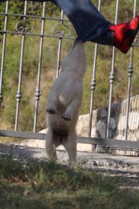 White-Swiss-Shepherd-Puppies-BTWW-GosaNostra-October-08102018-0075