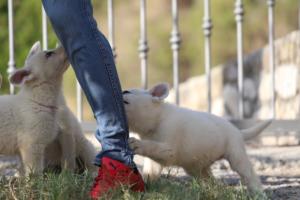 White-Swiss-Shepherd-Puppies-BTWW-GosaNostra-October-08102018-0076