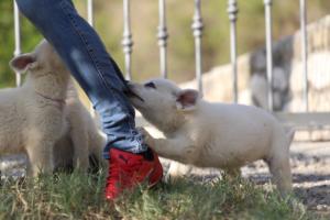 White-Swiss-Shepherd-Puppies-BTWW-GosaNostra-October-08102018-0077