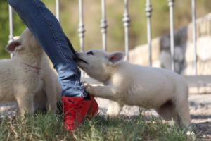 White-Swiss-Shepherd-Puppies-BTWW-GosaNostra-October-08102018-0078