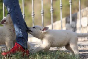 White-Swiss-Shepherd-Puppies-BTWW-GosaNostra-October-08102018-0079