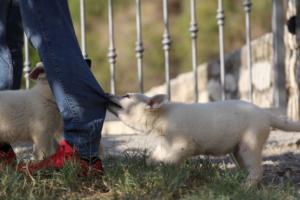 White-Swiss-Shepherd-Puppies-BTWW-GosaNostra-October-08102018-0081
