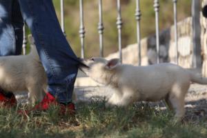 White-Swiss-Shepherd-Puppies-BTWW-GosaNostra-October-08102018-0082