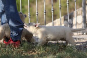 White-Swiss-Shepherd-Puppies-BTWW-GosaNostra-October-08102018-0083