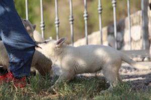 White-Swiss-Shepherd-Puppies-BTWW-GosaNostra-October-08102018-0084