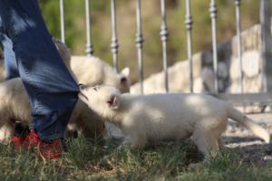 White-Swiss-Shepherd-Puppies-BTWW-GosaNostra-October-08102018-0085