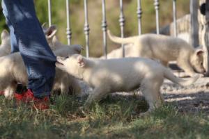 White-Swiss-Shepherd-Puppies-BTWW-GosaNostra-October-08102018-0086