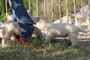 White-Swiss-Shepherd-Puppies-BTWW-GosaNostra-October-08102018-0087
