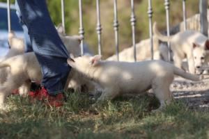 White-Swiss-Shepherd-Puppies-BTWW-GosaNostra-October-08102018-0088