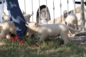 White-Swiss-Shepherd-Puppies-BTWW-GosaNostra-October-08102018-0089
