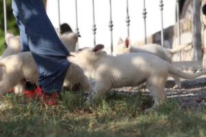 White-Swiss-Shepherd-Puppies-BTWW-GosaNostra-October-08102018-0090