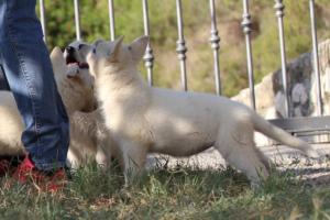White-Swiss-Shepherd-Puppies-BTWW-GosaNostra-October-08102018-0091