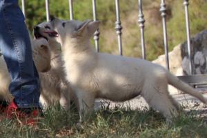 White-Swiss-Shepherd-Puppies-BTWW-GosaNostra-October-08102018-0092