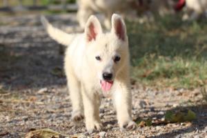White-Swiss-Shepherd-Puppies-BTWW-GosaNostra-October-08102018-0093