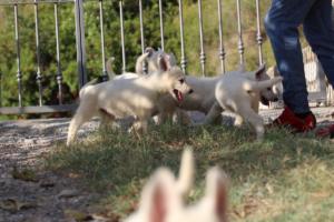 White-Swiss-Shepherd-Puppies-BTWW-GosaNostra-October-08102018-0094