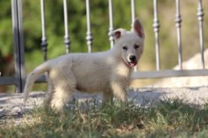 White-Swiss-Shepherd-Puppies-BTWW-GosaNostra-October-08102018-0095