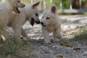 White-Swiss-Shepherd-Puppies-BTWW-GosaNostra-October-08102018-0096