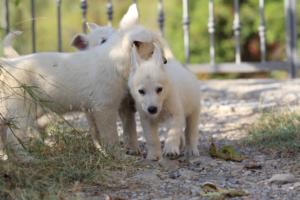 White-Swiss-Shepherd-Puppies-BTWW-GosaNostra-October-08102018-0097