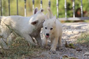 White-Swiss-Shepherd-Puppies-BTWW-GosaNostra-October-08102018-0098
