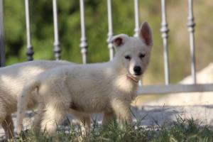White-Swiss-Shepherd-Puppies-BTWW-GosaNostra-October-08102018-0099