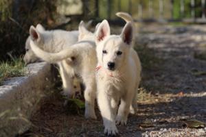White-Swiss-Shepherd-Puppies-BTWW-GosaNostra-October-08102018-0100