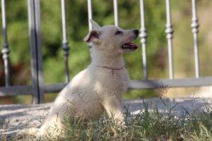 White-Swiss-Shepherd-Puppies-BTWW-GosaNostra-October-08102018-0101