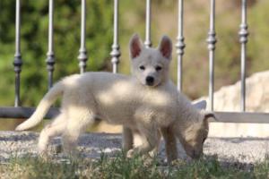 White-Swiss-Shepherd-Puppies-BTWW-GosaNostra-October-08102018-0104
