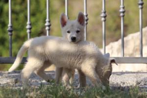 White-Swiss-Shepherd-Puppies-BTWW-GosaNostra-October-08102018-0105
