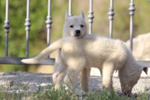 White-Swiss-Shepherd-Puppies-BTWW-GosaNostra-October-08102018-0106