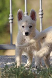 White-Swiss-Shepherd-Puppies-BTWW-GosaNostra-October-08102018-0107