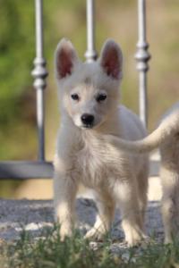 White-Swiss-Shepherd-Puppies-BTWW-GosaNostra-October-08102018-0108