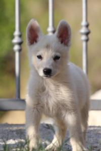 White-Swiss-Shepherd-Puppies-BTWW-GosaNostra-October-08102018-0109