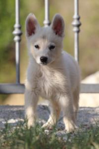 White-Swiss-Shepherd-Puppies-BTWW-GosaNostra-October-08102018-0110