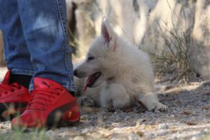 White-Swiss-Shepherd-Puppies-BTWW-GosaNostra-October-08102018-0111