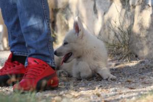 White-Swiss-Shepherd-Puppies-BTWW-GosaNostra-October-08102018-0112