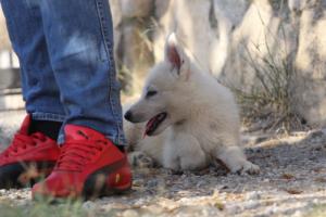 White-Swiss-Shepherd-Puppies-BTWW-GosaNostra-October-08102018-0113