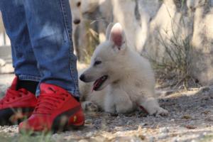 White-Swiss-Shepherd-Puppies-BTWW-GosaNostra-October-08102018-0114